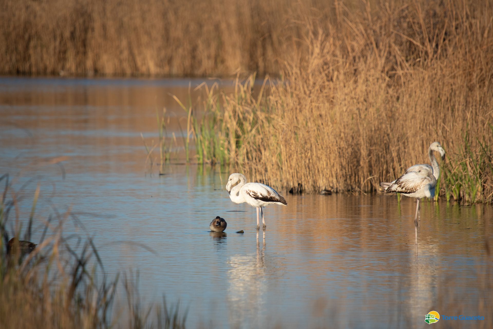 La Locanda di Nonna Mena - Torre Guaceto - Fauna