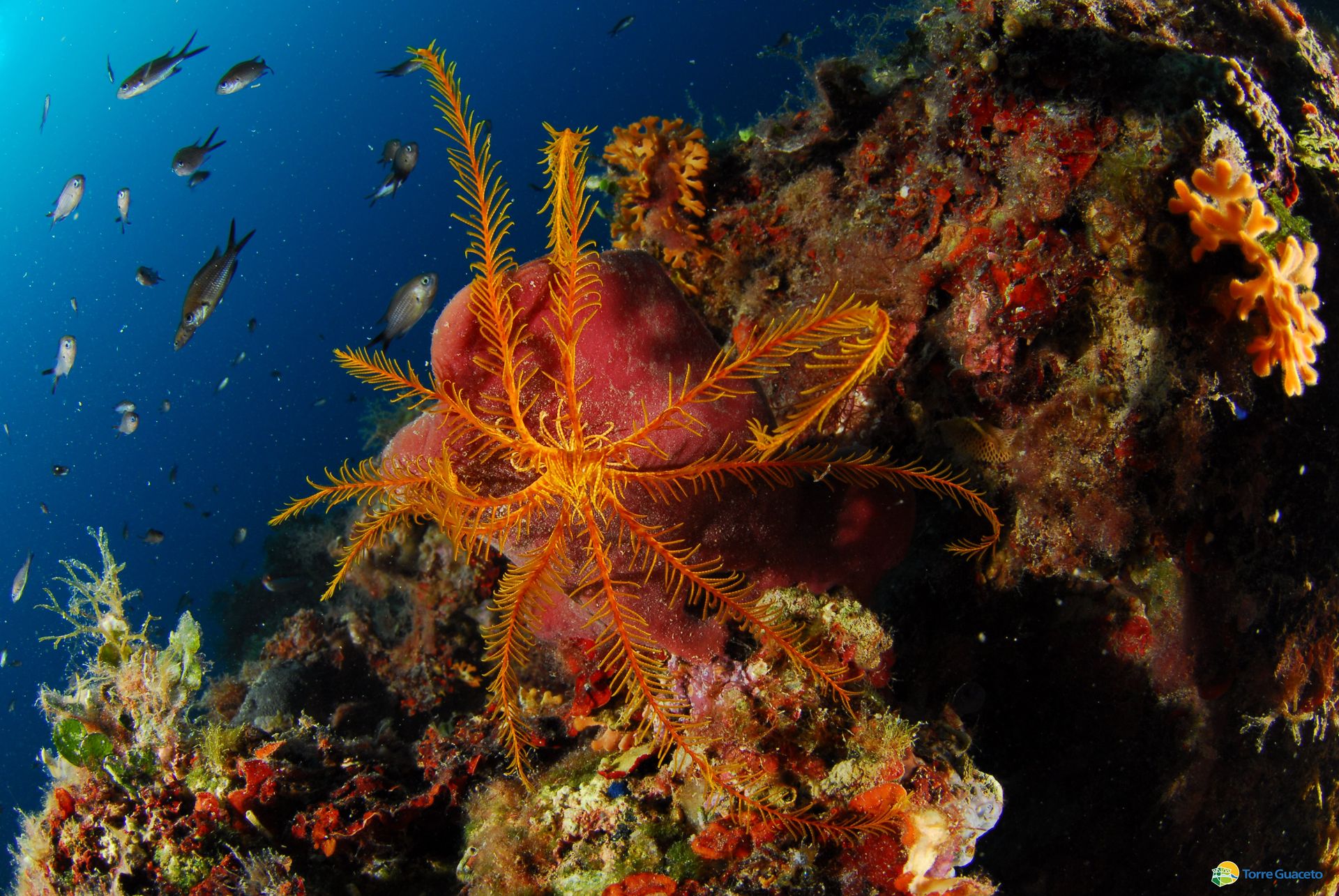 La Locanda di Nonna Mena - Torre Guaceto - Mare